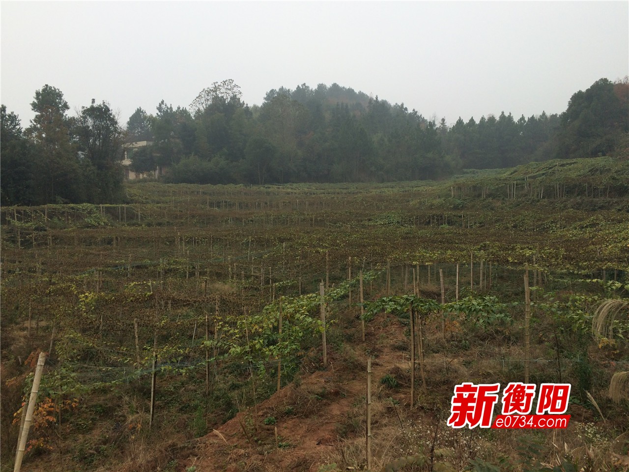 湖南高铁学院支持的产业帮扶项目——罗汉果基地_副本.jpg